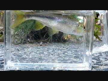 眠たくなる淡水魚釣り37【カワムツ】