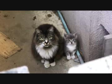 因縁のスーパーコネコチャン、さらなる因縁を呼ぶ