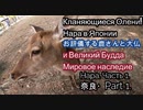 奈良Part 1. お辞儀する鹿さんと大仏(東大寺) Нара часть 1. Кланяющиеся олени и великий Будда