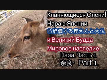 奈良Part 1. お辞儀する鹿さんと大仏(東大寺) Нара часть 1. Кланяющиеся олени и великий Будда