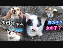 【検証】子猫の母猫はどっち？「三毛猫？キジトラ？」