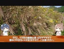 ススキとオギの違い