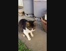 ネコのいる生活　#4