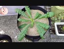 【ONE】砂栽培桜島大根