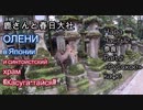 奈良Part2. 鹿さんと春日大社 Нара в Японии. Часть 2. Олени и храм «Касуга-тайся»