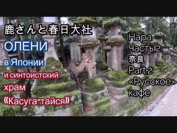奈良Part2. 鹿さんと春日大社 Нара в Японии. Часть 2. Олени и храм «Касуга-тайся»
