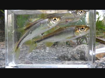 眠たくなる淡水魚釣り38【カワムツ】