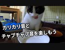 カリカリと水にがっつく三毛猫「最後うんって返事したww」