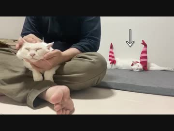 オッドアイの白猫、膝上で子猫返りする