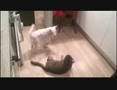 犬（ミニチュアシュナウザー）ｖｓ猫その５