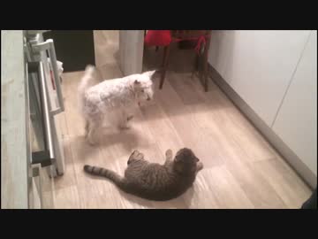 犬（ミニチュアシュナウザー）ｖｓ猫その５