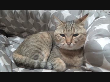 待ってましたのタタルさん　＃200
