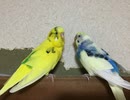 第２回いい・インコの日(2020.11.15)