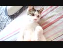 【ぬこ】ハチ君が二匹・・・？誰だお前！