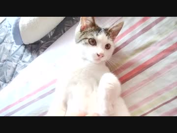 【ぬこ】ハチ君が二匹・・・？誰だお前！