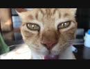 見つめる瞳