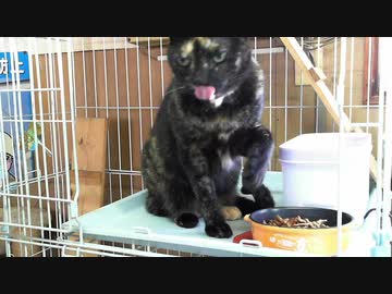 猫のごちそうさまのぺぺ　総集編（11月分）