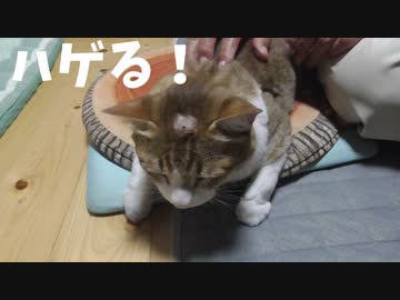 猫がハゲました。