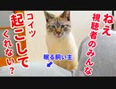 かわいすぎ注意で大好評だった例の企画をやっちゃいます【予告編】