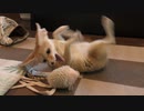 新しいおもちゃで遊ぶフェネック