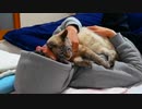 飼い主を起こすはずが、一緒に二度寝してしまった猫がかわいすぎる