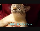 ツンデレ猫の鼻チューがかわいすぎてGW明けも仕事を頑張れそうです