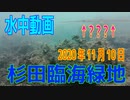 水中動画（2020年11月10日）in 杉田臨海緑地