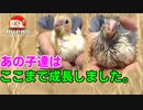【オカメインコ】小さかった雛ちゃん、ここまで大きくなりました！