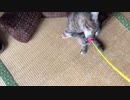 ５ひきであっちゃこっちゃcats！