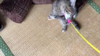 ５ひきであっちゃこっちゃcats！