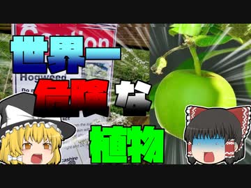 【ゆっくり解説】世界一危険な植物 トップ３