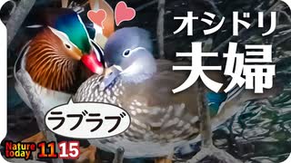 1115【オシドリ夫婦と求愛喧嘩と魔性の女】いいインコの日サザナミインコ。柿オナガにヒヨドリ、スズメ水浴びにイソシギ接近。カイツブリにカルガモ【 #今日撮り野鳥動画まとめ 】 #身近な生き物語