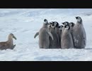 思わぬヒーローに救われる子ペンギンUC