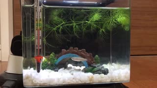 お魚と小エビちゃん