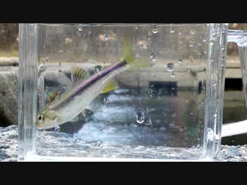 【睡眠用】眠たくなる淡水魚釣り40【カワムツ】