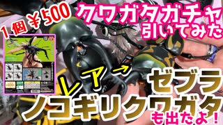 【ガチャ】クワガタのガチャやったらレアでた【クワガタ】