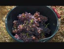 食品産業に潜む腐敗 s2 ep2「ワイン王国の落日(REIGN OF TERROIR)」
