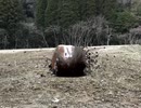 穴掘りYAHOO