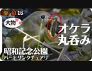1116【昆虫捕食ジョウビタキとオオバン】スズガモにオナガガモ、ツグミなど、冬鳥が渡ってきた昭和記念公園バードサンクチュアリ【 #今日撮り野鳥動画まとめ 】 #身近な生き物語