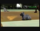 ポケモンコロシアム実況：鎧と冠も脱ぎ捨て帰ってきたコロシアム　part4