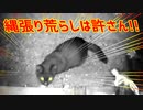 【野良猫】縄張り荒らしは追撃するにゃん！！【stray cat】