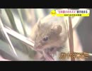 大きさ５ｃｍ！！“日本最少のネズミ”展示始まる　仙台うみの杜水族館