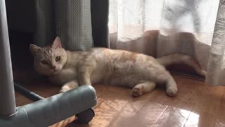 猫のいる生活 #5