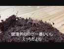 [バチヘビは]タランチュラ飼育日記その３[ケッサクだぁ]