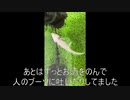 [開始7秒の]タランチュラ飼育日記その４[ヤマ場]