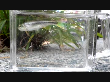 【睡眠用】眠たくなる淡水魚釣り41【カワムツ】