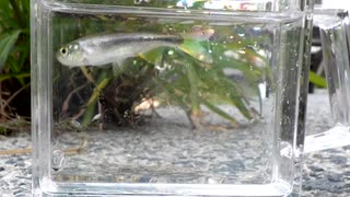 【睡眠用】眠たくなる淡水魚釣り41【カワムツ】