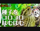 1117【アオジが種子コロはむはむ】捕食シジュウカラ鳴き声とカワウ繁殖羽、マガモやオオバン、カルガモ奇形エンジェルウイング、スズメやセキレイ【 #今日撮り野鳥動画まとめ 】 #身近な生き物語