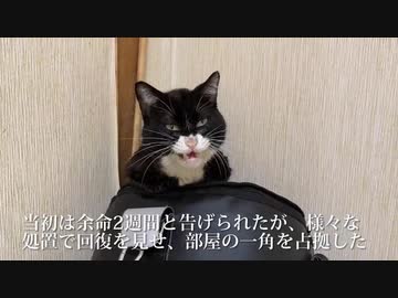 伝説の重鎮猫、終末ケア生活で皮下輸液を開始する