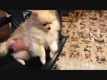 抱っこされるポメラニアンモモ
